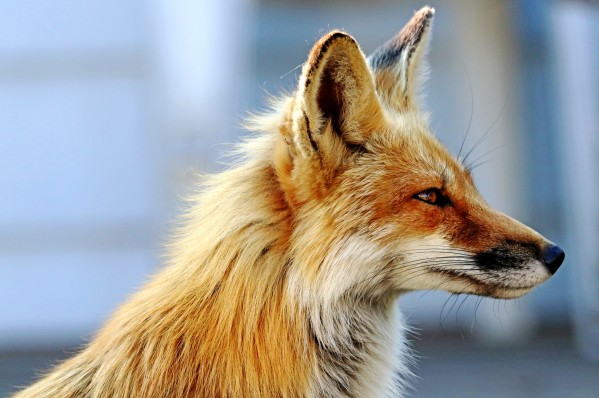 Ears Perked Red Fox Profile by Deb Oppermann